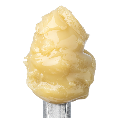 WNC THCA Cold Cure Live Rosin | Governmint Oasis | Close Up View